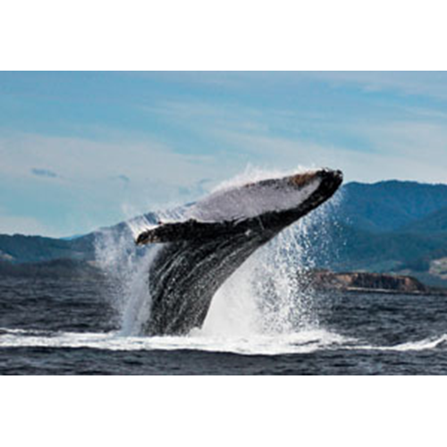 Whale Watching trip